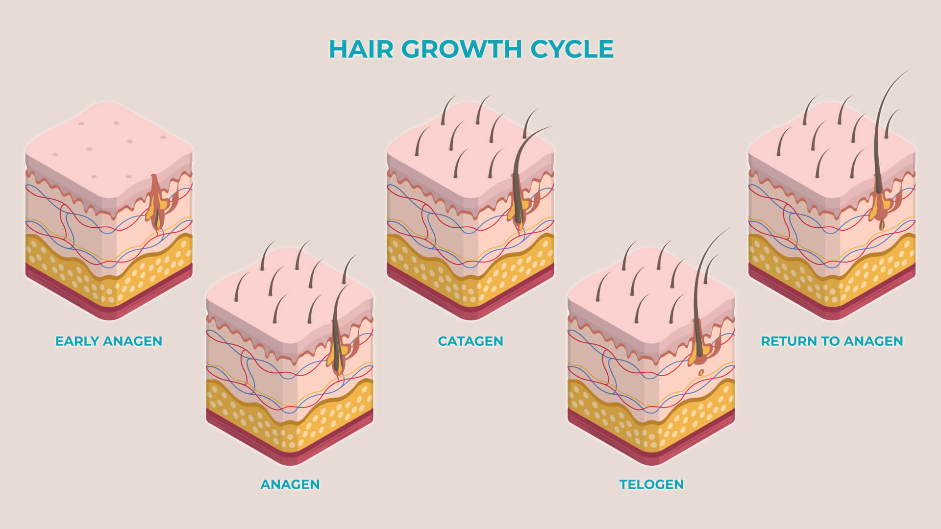 How Long Does It Take for Hair to Grow?